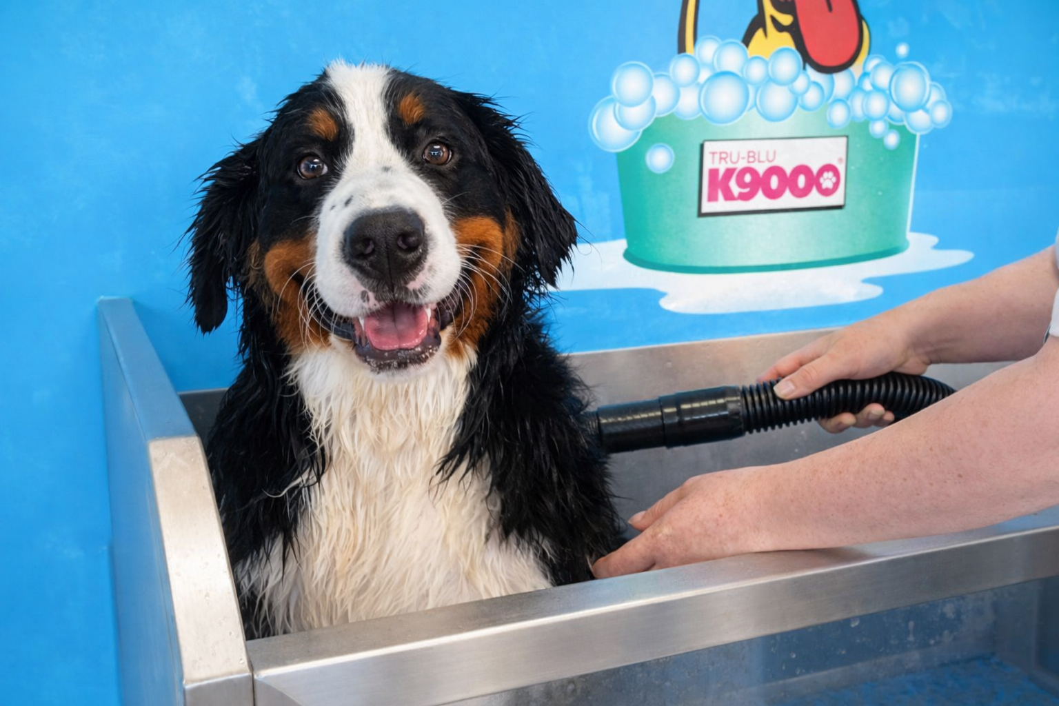 Happy dog being washed in K9000 dog wash station with bubbles